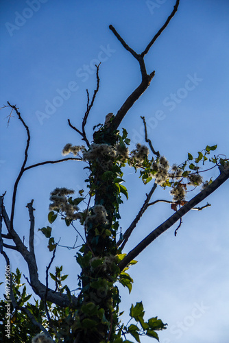 Opened seeds of ivy on bare branches of a dried tree against a blue sky in backlight