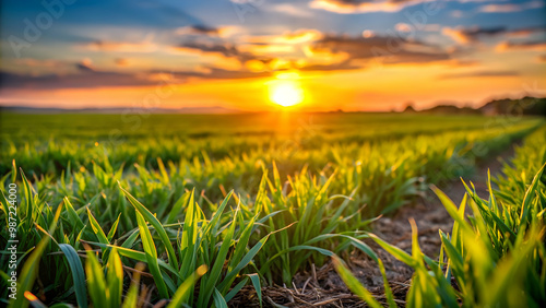Close up of cultivated grass forage field with sunset light shining through the stems, cultivated, grass, forage, field