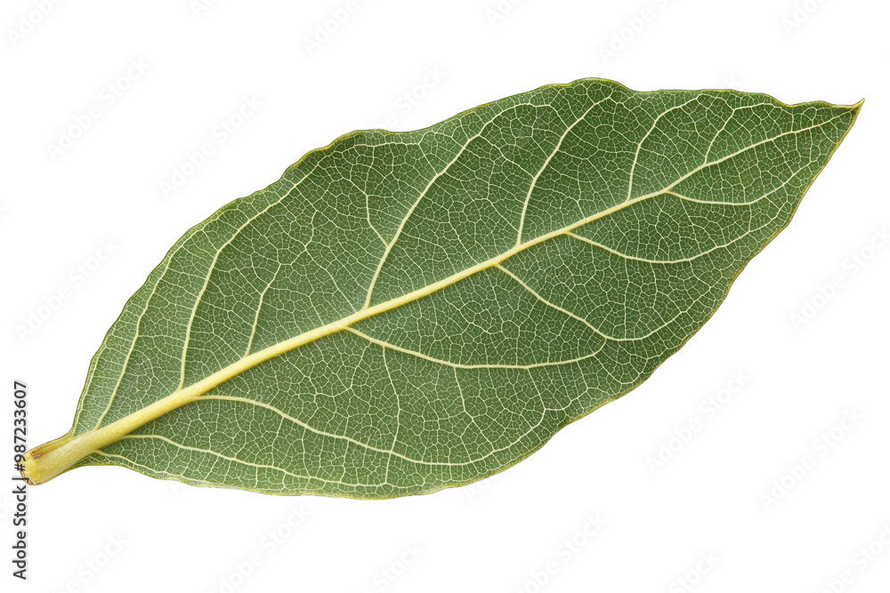 Close-up of a fresh bay leaf highlighting its vibrant green color and intricate vein patterns, perfect for culinary and botanical uses. Close-up of a fresh bay leaf highlighting its vibrant green color and intricate vein patterns, perfect for culinary and botanical uses.