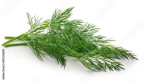 Dill - Anethum graveolens - an annual herb in the celery family native to North Africa, Iran, and the Arabian Peninsula. The leaves and seeds are used as a herb or spice for flavoring food