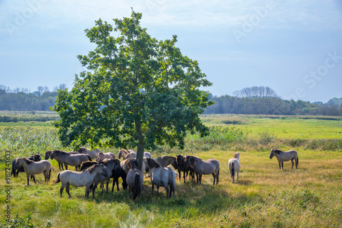 Horde von Wildpferden der Rasse Konike im Naturschutzgebiet Geltinger Birk,Schleswig-Holstein, Deutschland