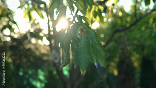 parrot on the tree slow motion