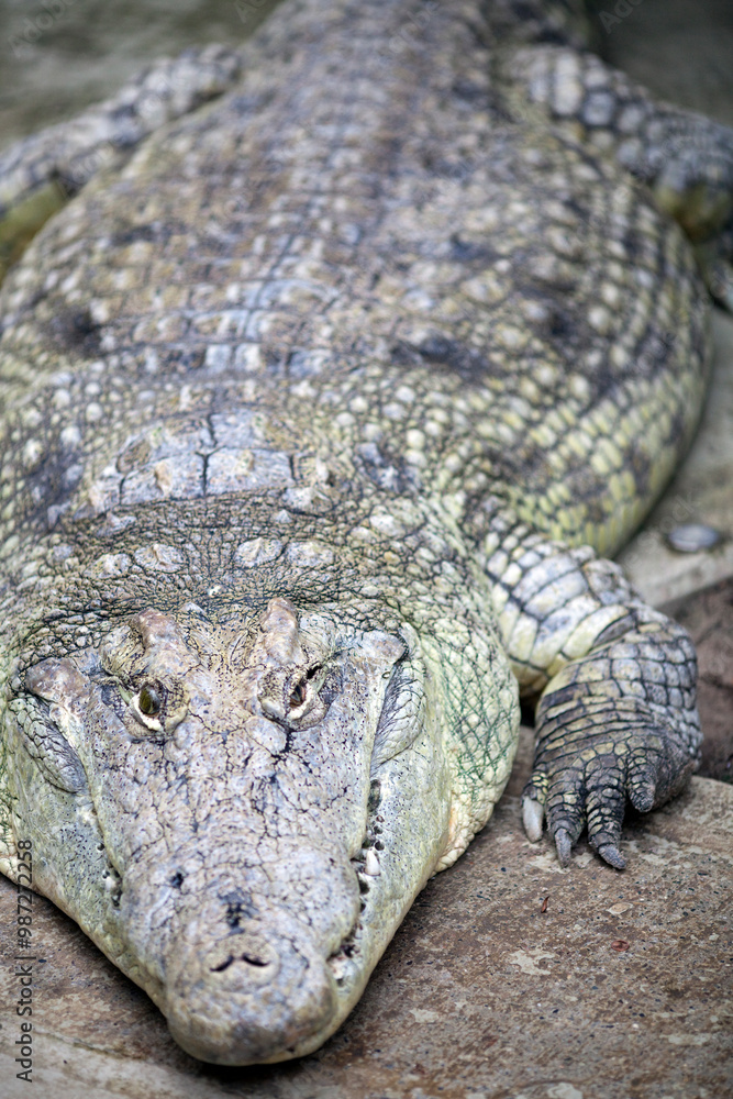 Nile Crocodile Resting on the Ground at the Berlin Zoo in Germany Nile Crocodile Resting on the Ground at the Berlin Zoo in Germany