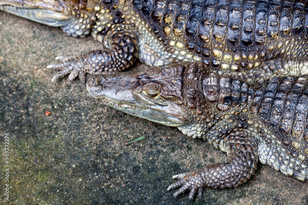 Fototapeta premium Couple of Spectacled Caimans Resting at the Berlin Zoo in Germany Today