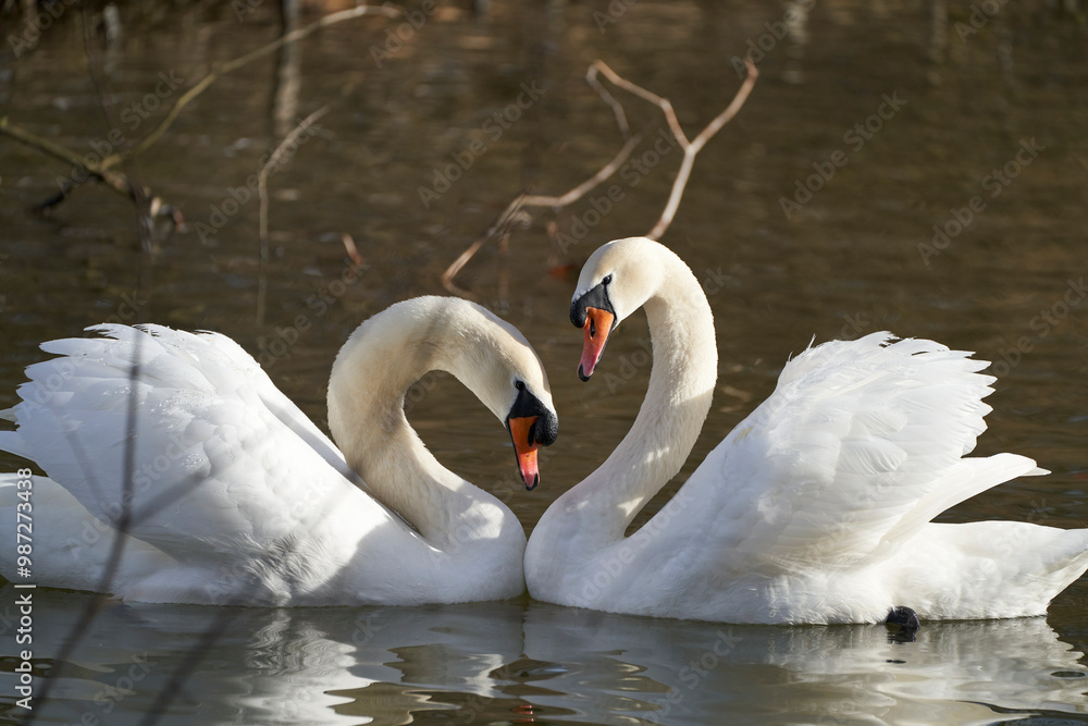 Fototapeta premium Schwäne