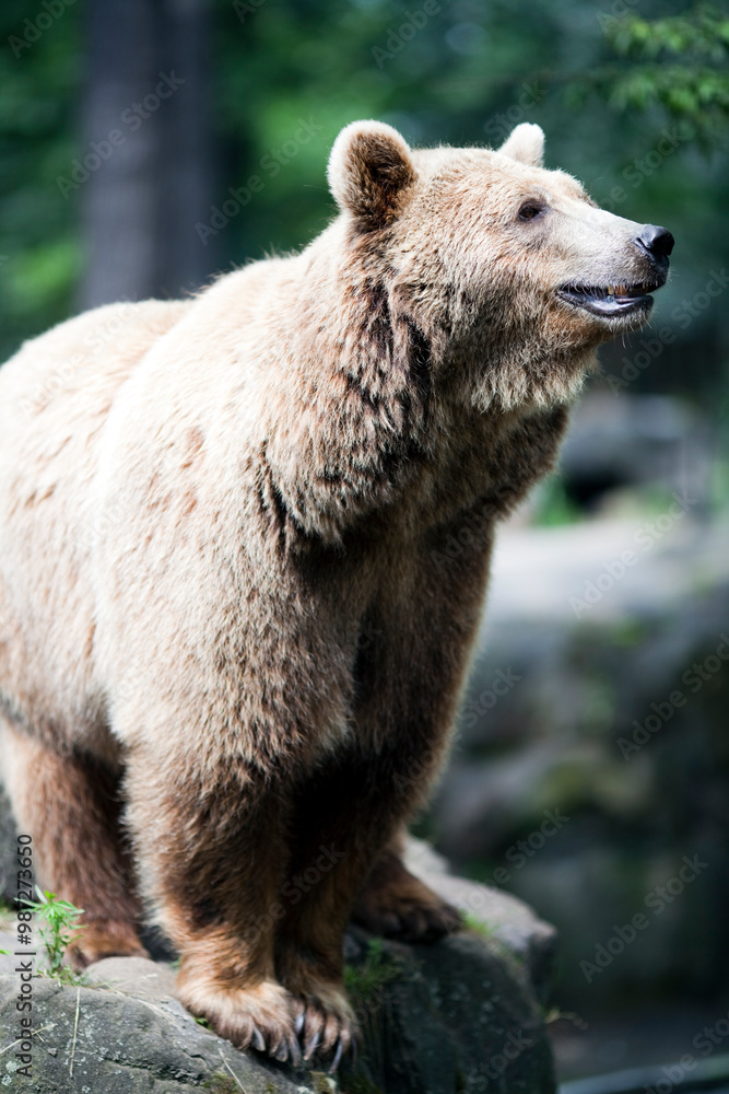 Obraz premium Brown Bear Exploring Its Habitat at the Berlin Zoo in Germany