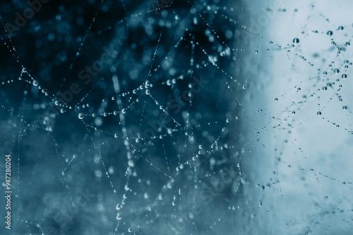 Spider web covered in dew drops with blue forest background.