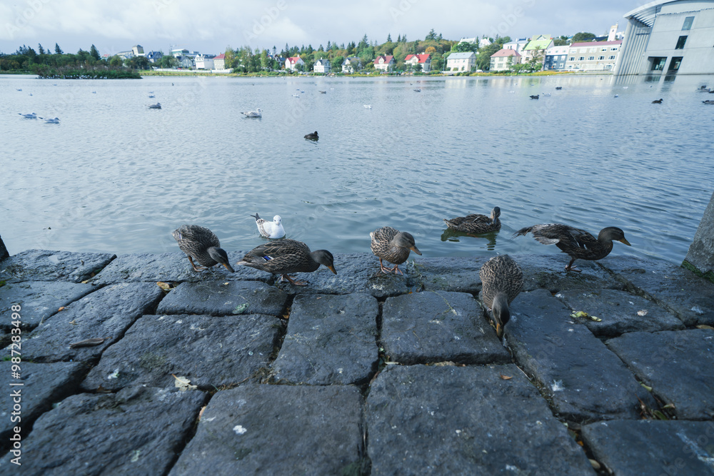 Obraz premium アイスランドのレイキャビクの街並み