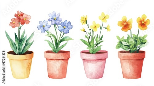 Fototapeta Naklejka Na Ścianę i Meble -  Watercolor illustration of four potted flowers with different colored blooms.
