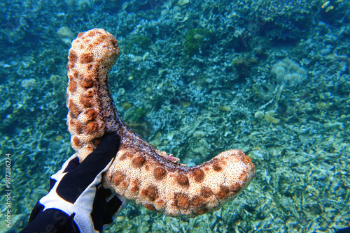 Indonesia Lembeh - Sea cucumber in hand - Pearsonothuria graeffei photo