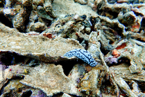 Indonesia Lembeh - Marine life Coral reef with Nudibranch - Sea slug - Phyllidiella pustulosa photo