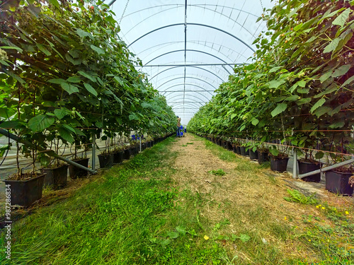 raspberry polytunnel with people picking raspberries