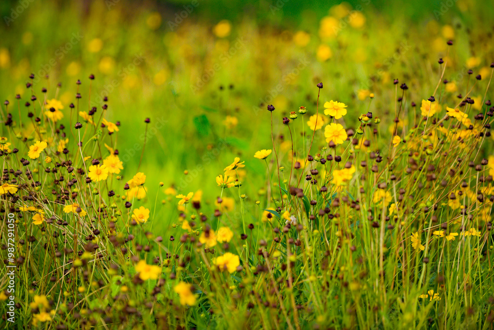 Obraz premium The flowers and plants that grow naturally in the fields are the main vegetation in the eastern part of North China