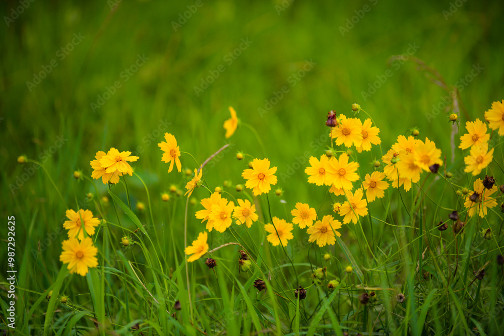 The flowers and plants that grow naturally in the fields are the main vegetation in the eastern part of North China The flowers and plants that grow naturally in the fields are the main vegetation in the eastern part of North China