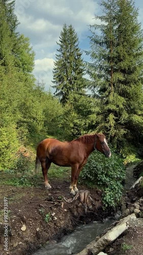 Horse near a mountain river