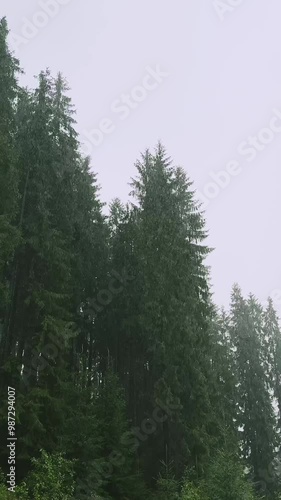 Summer rain sounds in a mountain forest