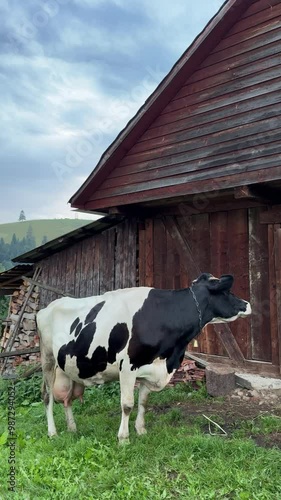 Sound of a Cow on a farm in the mountains