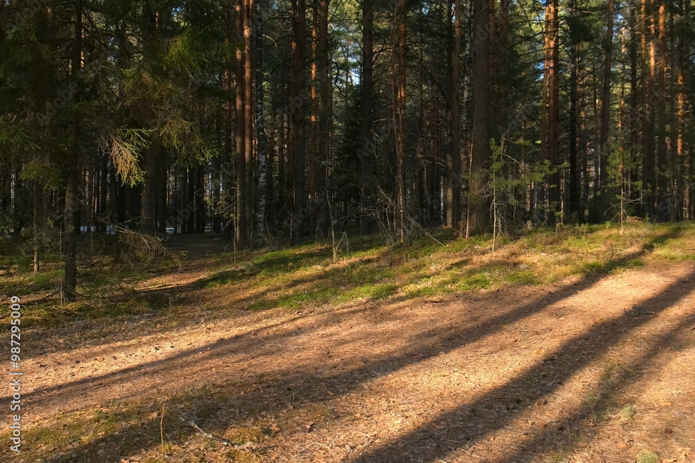 Fototapeta premium Forest landscape with evergreen pine trees and shadows from trunks in sun. Beautiful wild nature coniferous park woodland in sunny day. Shadow stripes on land.