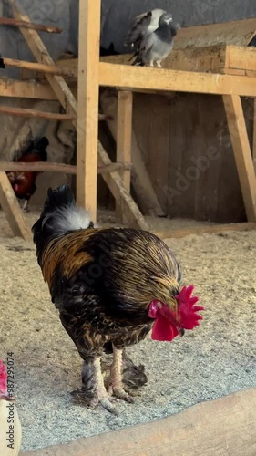 Rooster on a farm