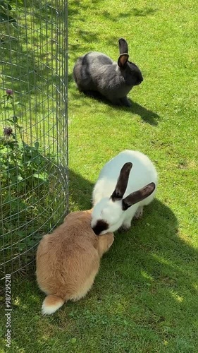 Rabbits on a farm