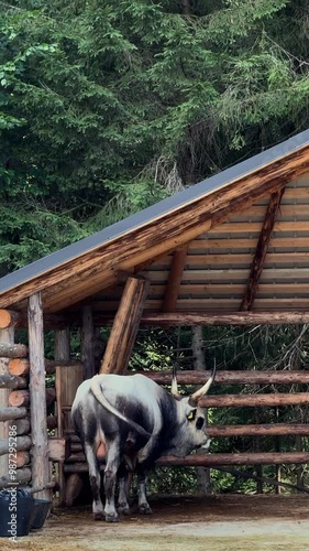 Cow on a farm in the mountains