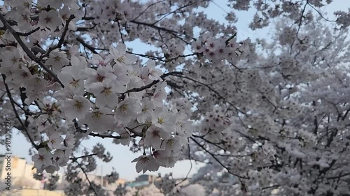 한국의 봄에 활짝 핀 일본 국화 아카시아 꽃이 흐드러지게 피어 있는  photo