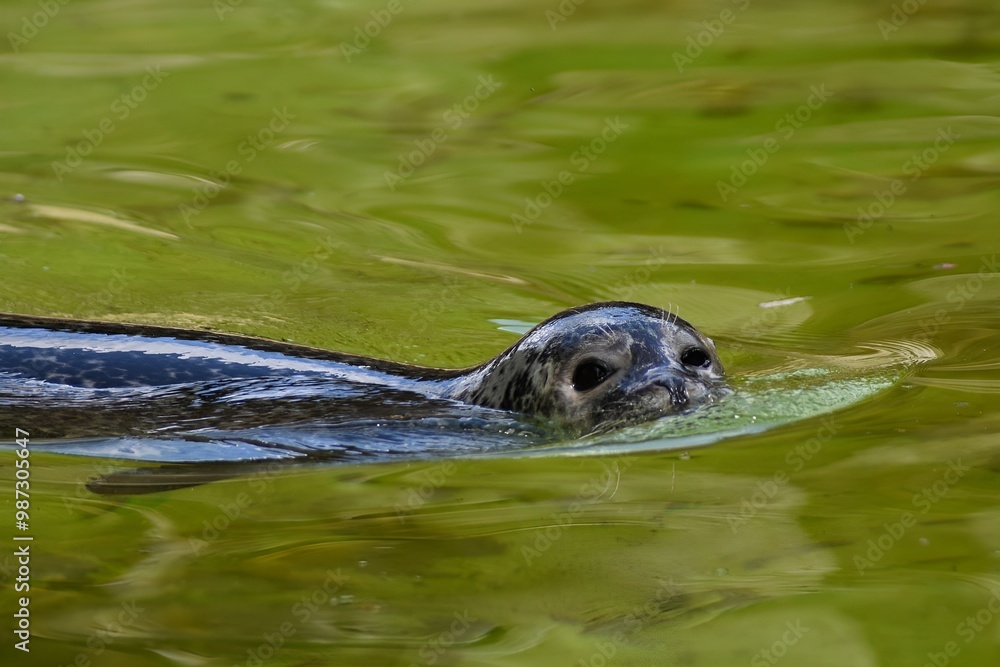 Fototapeta premium Seal swimming in the water