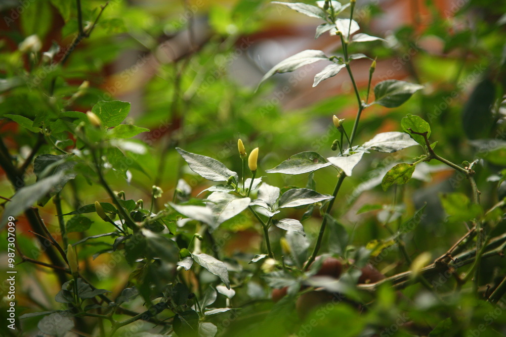 Small yellow pepper on a tree Small yellow pepper on a tree