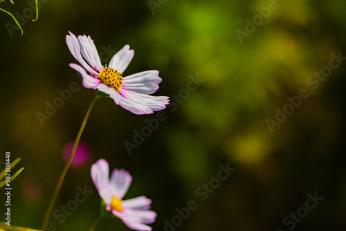 In summer, colorful Gesang flowers bloom