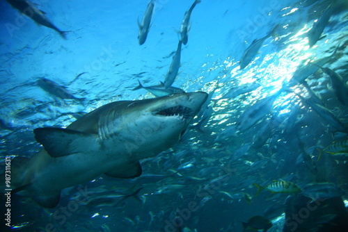 shark in aquarium