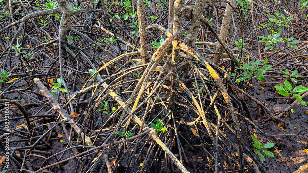 close-up view of a mangrove forest with exposed roots, green leaves, of Laem Sadet Beach Chanthaburi Province, Thailand close-up view of a mangrove forest with exposed roots, green leaves, of Laem Sadet Beach Chanthaburi Province, Thailand