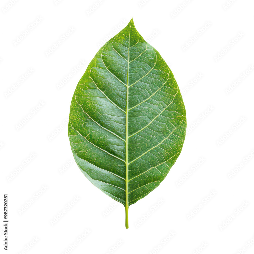 Close-up of a Green Leaf with Detailed Texture on transparent background Close-up of a Green Leaf with Detailed Texture on transparent background