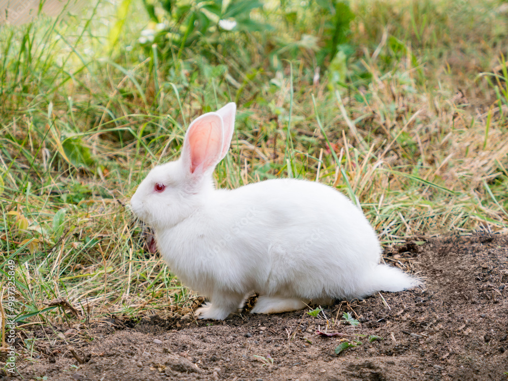 Cute white rabbit in grassland outdoors. The white rabbit, variant of domestic rabbits. White rabbits are friendly and social, making them popular pets Cute white rabbit in grassland outdoors. The white rabbit, variant of domestic rabbits. White rabbits are friendly and social, making them popular pets