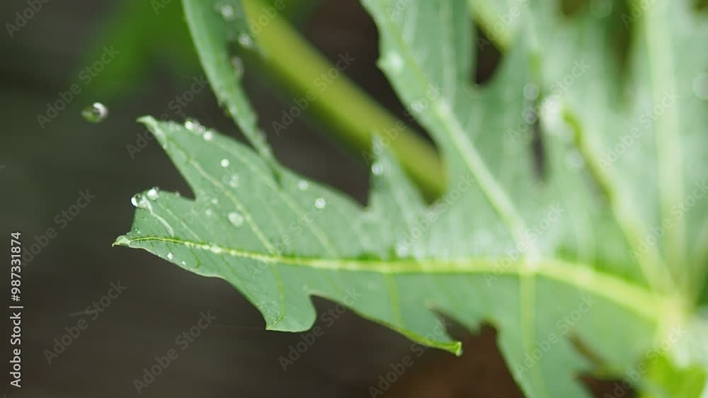 rainning drop on green fresh leafes and blur background rainning drop on green fresh leafes and blur background
