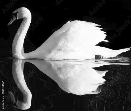 Swan Reflection photo