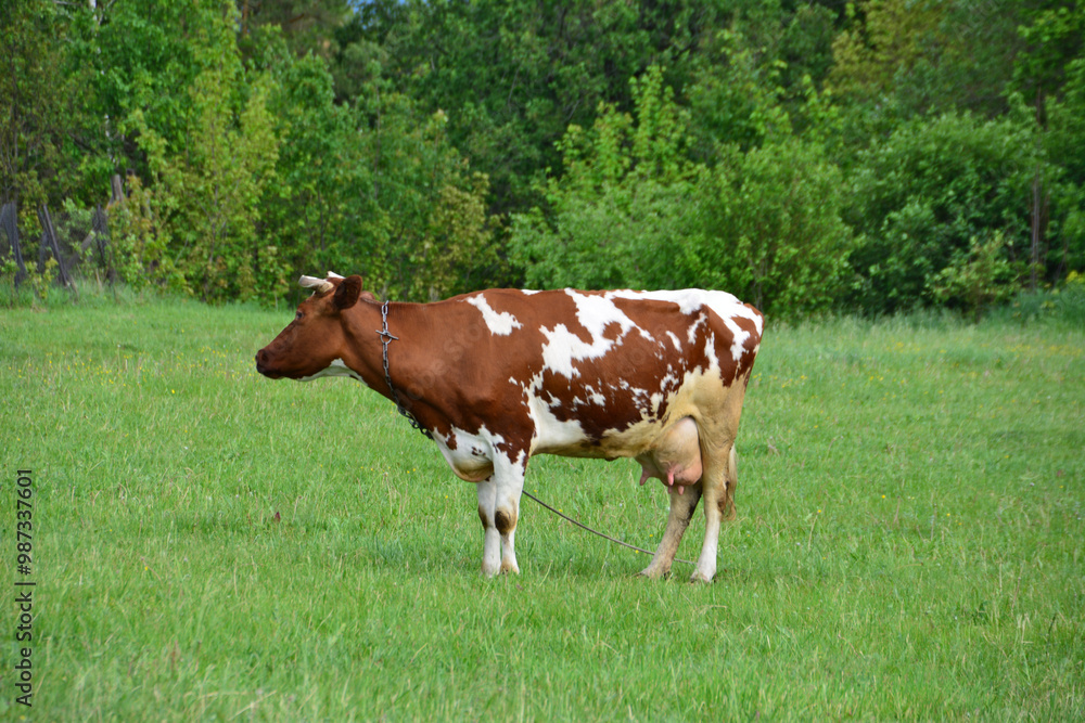 a cow with a rope tied to its neck stands in a field a cow with a rope tied to its neck stands in a field