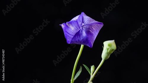 Platycodon grandiflorum flowering time-lapse photography