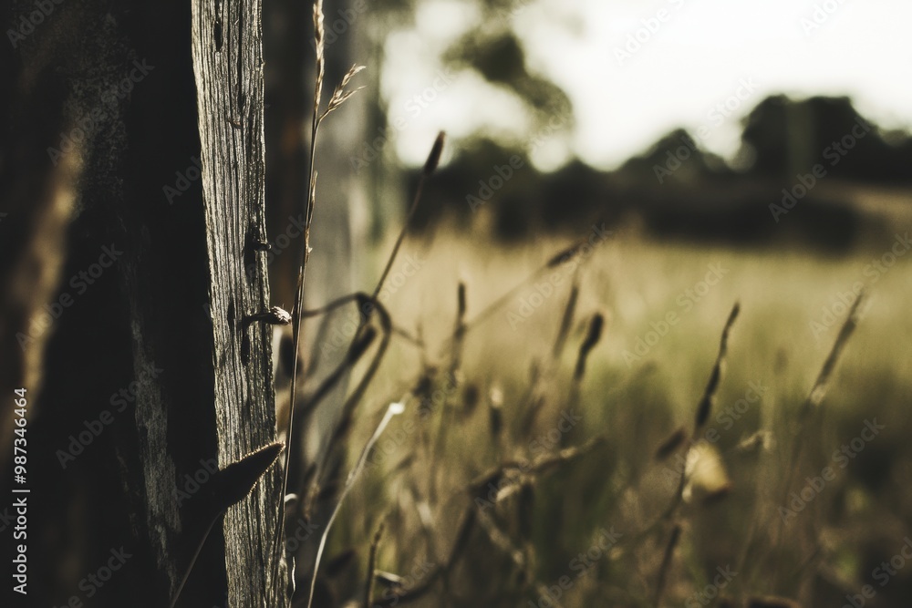 Rustic Fence Post in Serene Meadow Landscape Rustic Fence Post in Serene Meadow Landscape