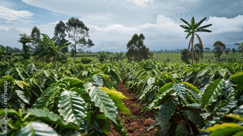 Coffee Trees plantation in Ruiru Kiambu County Kenya is a beverage prepared from roasted coffee beans Darkly colored bitter and slightly acidic coffee has a stimulating effect on human photo