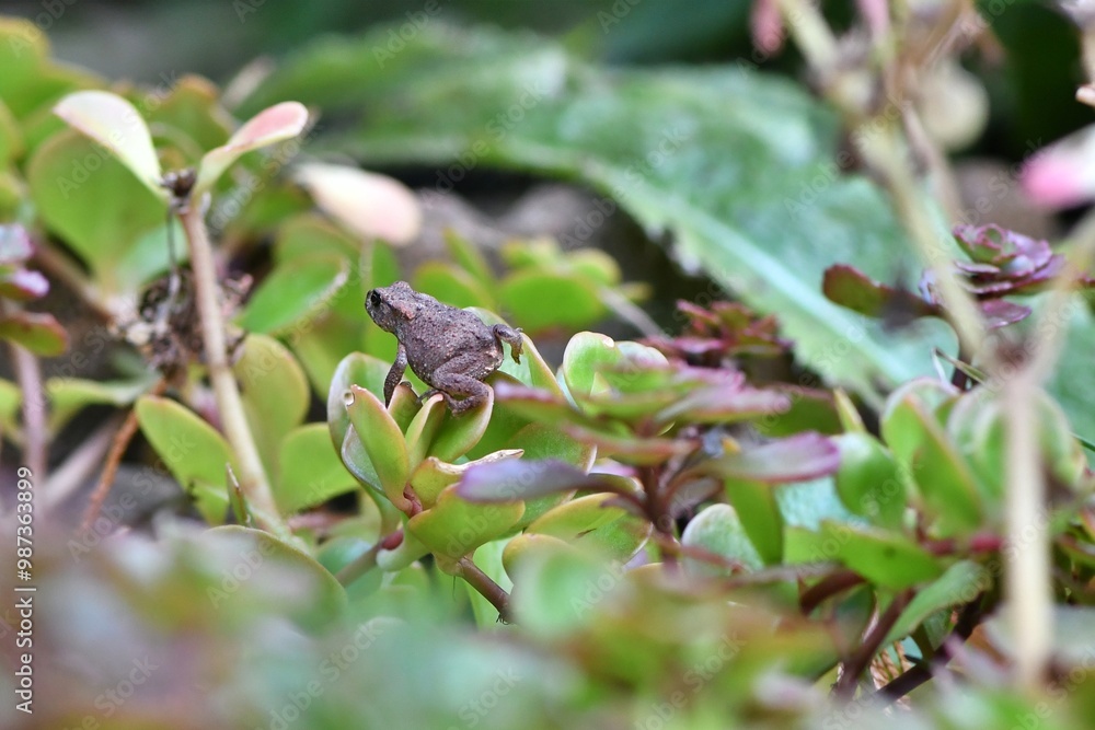 Młoda ropucha szara (Bufo bufo) Młoda ropucha szara (Bufo bufo)