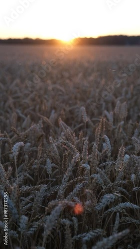 Golden wheat field at sunset