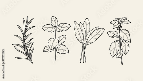 Line art herbs branches collection. Rosemary, mint, sage, basil