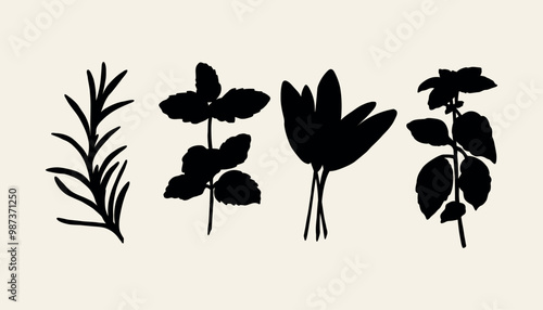 Flat vector herbs branches collection. Rosemary, mint, sage, basil