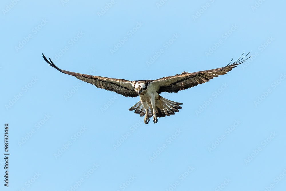 Balbuzard pêcheur, Pandion haliaetus, Western Osprey Balbuzard pêcheur, Pandion haliaetus, Western Osprey