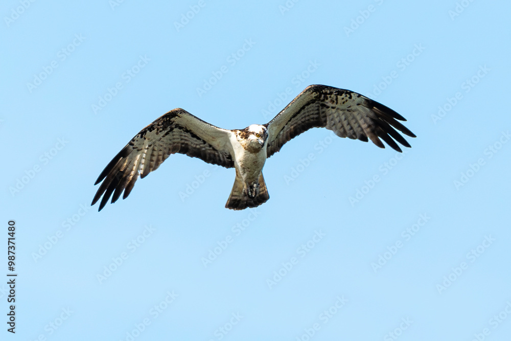 Balbuzard pêcheur, Pandion haliaetus, Western Osprey Balbuzard pêcheur, Pandion haliaetus, Western Osprey