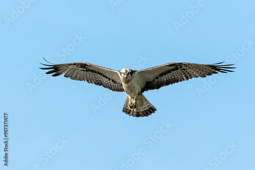 Balbuzard pêcheur, Pandion haliaetus, Western Osprey