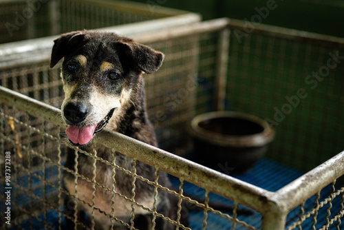 A rescued dog waiting for adoption in an animal shelter during the afternoon photo