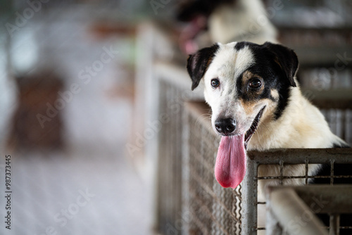 Happy dog with a long tongue resting in a shelter kennel during daylight hours
