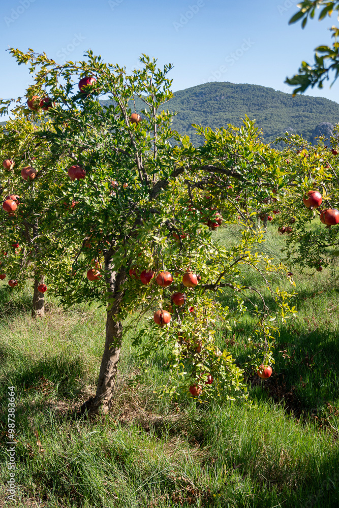 Pomegranates growing naturally in a farm or orchard. Pomegranates growing naturally in a farm or orchard.