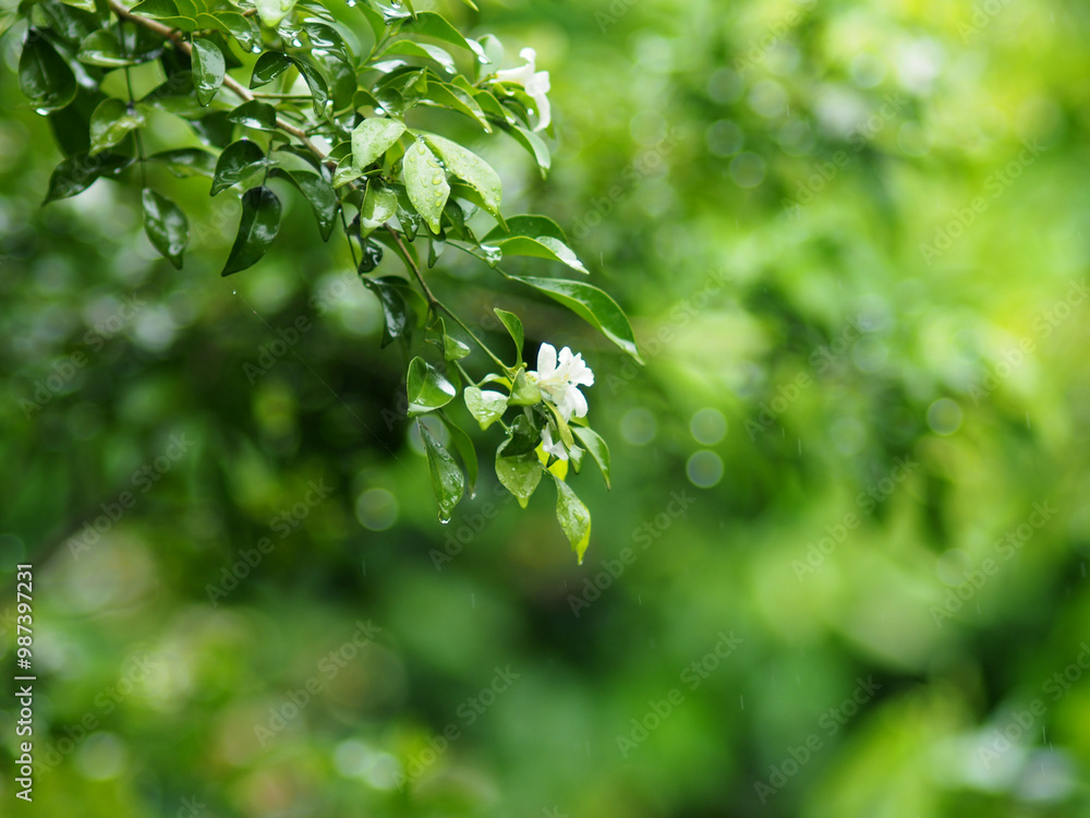 rainning drop on green fresh leafes and blur background rainning drop on green fresh leafes and blur background